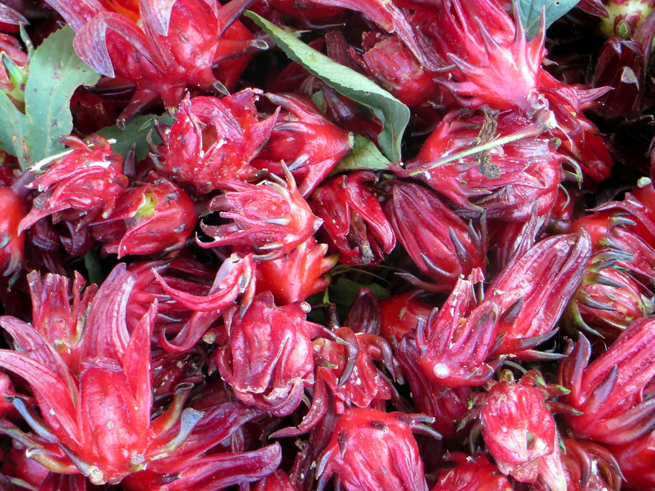 Jus de bissap, la splendide rougeur de l'hibiscus - Observatoire
